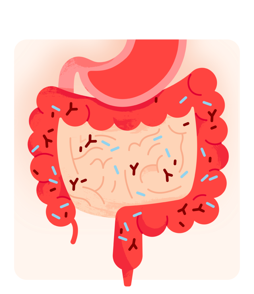 gut